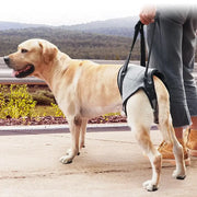 Elastic Dog Support Harness