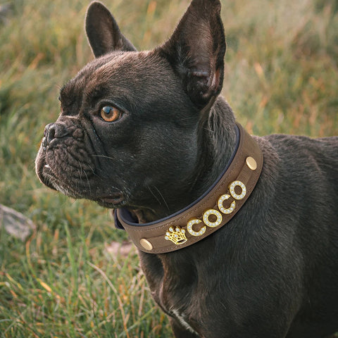 Custom Leather Dog Collar with Name