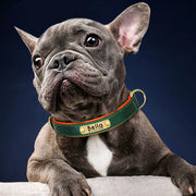 Customized Leather ID Dog Collar with Padded Comfort